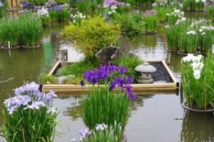 【花・見ごろ】太宰府天満宮 菖蒲池