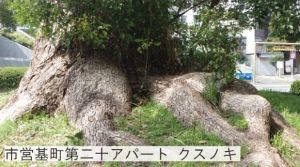 被爆80年特別企画展「被爆樹木」