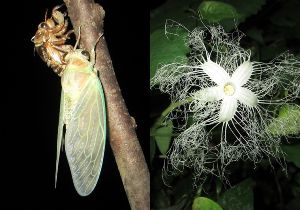 セミの羽化とカラスウリの花かんさつ会