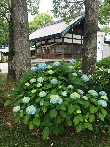 【あじさい・見ごろ】御裳神社