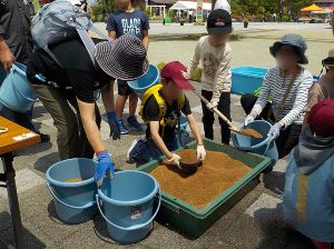 バケツでお米作りを体験しませんか?