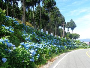 【あじさい・見ごろ】花園あじさい園