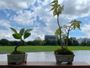 国営昭和記念公園　盆栽教室2025「ミニ盆栽づくり」