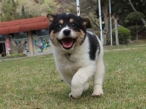 広島県動物愛護センター 犬の譲渡前講習会（7月）
