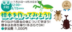 夏休み自由研究「標本を作ってみよう！」