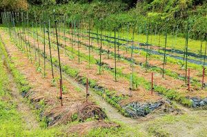 奈良さとやまSUMMERキャンペーン２０２５！季節の野菜収穫体験＆おもしろ豆知識のお話・ふれあい会