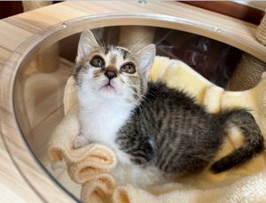 広島県動物愛護センター にゃんこセミナー（8月）