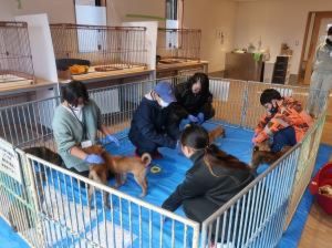 学生による保護犬・保護猫のお世話体験 in summer