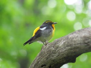 早朝探鳥会・定例探鳥会
