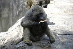 大暑にちなんで動物たちへの暑中見舞い
