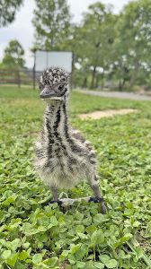 滋賀農業公園ブルーメの丘 夏の動物ふれあい体験