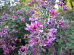 【花・見ごろ】越前町立福井総合植物園 プラントピア ハギ