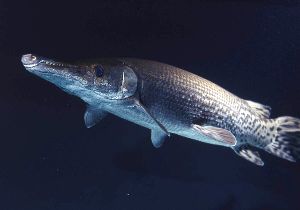 企画展「ここが知りたい!外来生物の本当の問題」