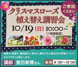 クリスマスローズ　植え替え講習会