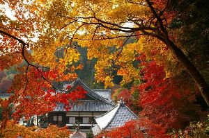 【紅葉・見ごろ】柳谷観音 楊谷寺
