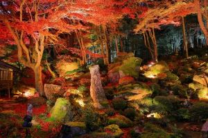 教林坊　紅葉ライトアップ2025