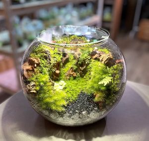 テラリウム展～暮らしに彩を添える小さな自然の世界～