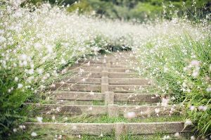 【花・見ごろ】神戸布引ハーブ園／ロープウェイ　ガウラ