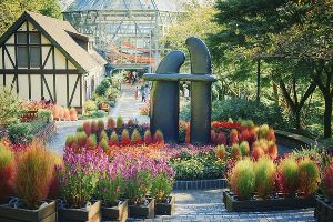 【花・見ごろ】神戸布引ハーブ園／ロープウェイ　コキア