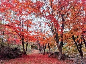 【紅葉・見ごろ】越畑ふるさと村