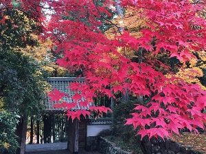 【紅葉・見ごろ】正眼寺
