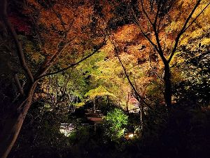 竹灯りとモミジのライトアップ