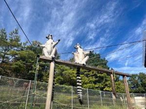 ギボレムまつり　モーニングツアー　日光浴を一緒にしよう！