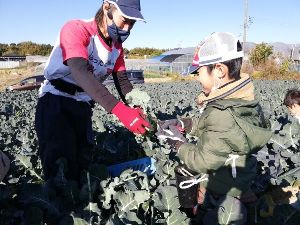あったか農場『ブロッコリー/キャベツ/なすの収穫体験』