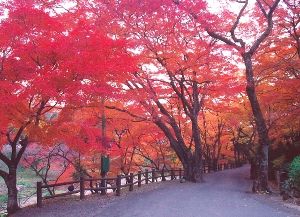 養老公園もみじまつり 芸術の秋in養老