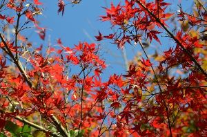 【紅葉・見ごろ】朝明渓谷