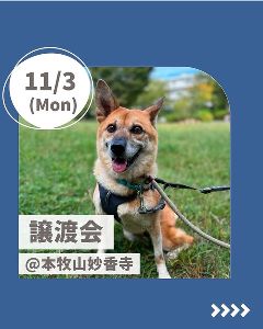 保護犬譲渡会 本牧山・妙香寺