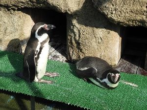 飼育係とおはなしサタデー ~水の中を飛ぶペンギンのお話~