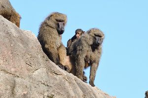 飼育係とおはなしサタデー ~ヒヒ山の中を探検しよう~