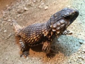 飼育係とおはなしサタデー ~は虫類についてのお話~