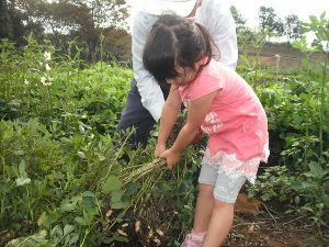2週間限定 幻の生落花生!