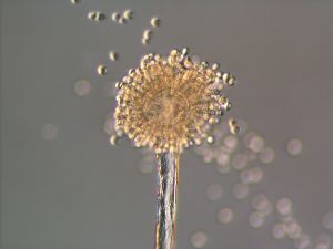 こうじで腸活しよう!