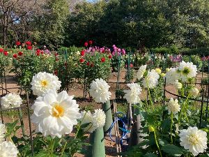 【花・見ごろ】国営武蔵丘陵森林公園 ダリア