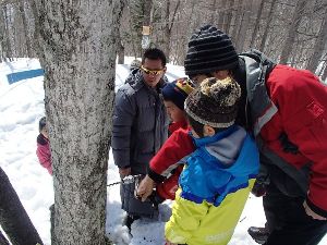 カエデの樹液でメイプルシロップを作ろう！