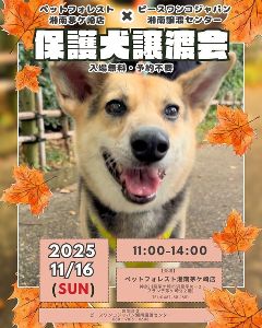 保護犬譲渡会　ペットフォレスト湘南茅ケ崎店