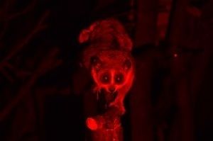 見学会「スローロリス保全センター」（12月）