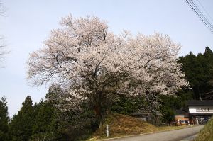 【桜・見ごろ】天狗平の御所桜