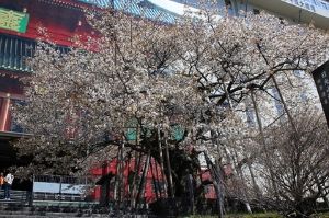 【桜・見ごろ】輪王寺の金剛桜