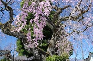 【桜・見ごろ】高田家のしだれざくら