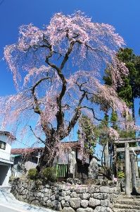 【桜・見ごろ】虚空蔵尊のしだれざくら