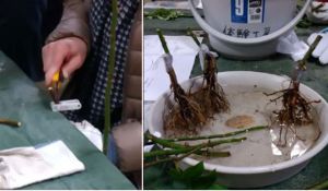 バラ教室（応用編）