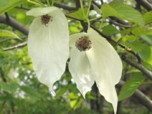 【花・見ごろ】越前町立福井総合植物園　プラントピア　ハンカチノキ