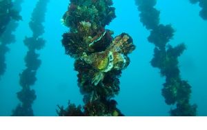 自然をさぐる研究と社会をむすぶには？ 〜南三陸で考える未来の牡蠣養殖