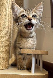 広島県動物愛護センター ペット防災セミナー（1月）