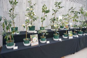 企画展示「野生ツバキと冬の花展」