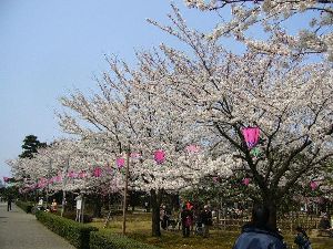 【桜・見ごろ】芦城公園